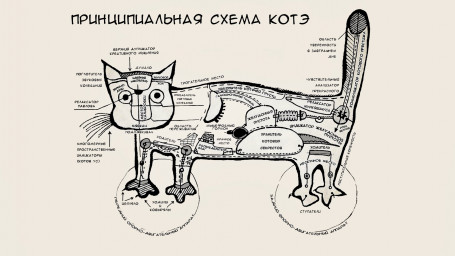 С точки зрения кота!