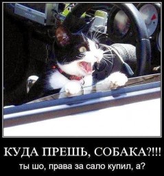 Лизнуть последнюю сосульку... и афоризмы застудить