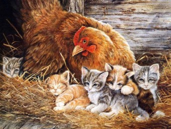 Курино - кошачья дружба