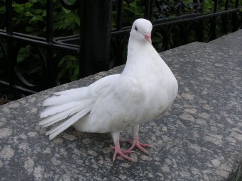 Голубка