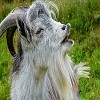 Козлёнок во хмелю
