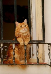 Кот и весна