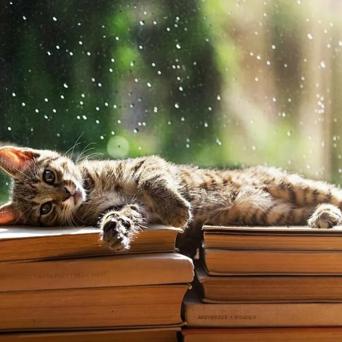 Книжное знакомство. Выпуск 2. Любите ли вы котиков?