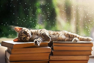 Книжное знакомство. Выпуск 2. Любите ли вы котиков?