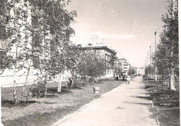 Фиалки ночные