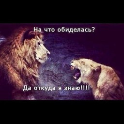 Скандал, или берегите целое