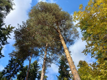 Осенний лес