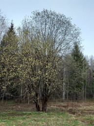 Красная горка