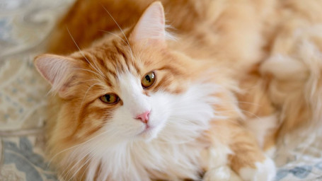 "Лиска-волшебница"