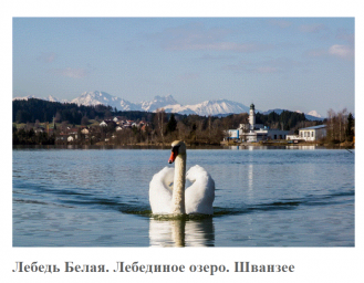 Лебедь Белая