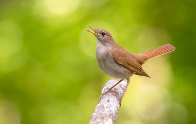 А.Посохов "Алиса, спой за соловья!" (басня)