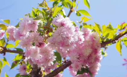 Басни Посохова для юных читателей