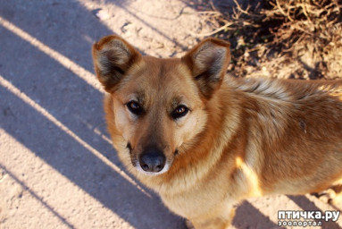 А.Посохов "Лохматый просто Пёс" (басня)