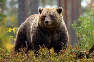 А.Посохов "Медвежья нота" (басня)