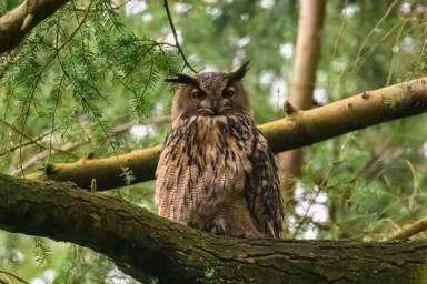 А.Посохов "Молчи, поэт!" (басня)