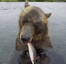 А.Посохов "Медведь и другие" (басня)